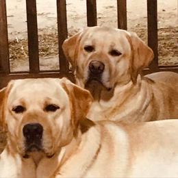 Parks - Labrador Retriever