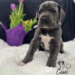 Ezra - Blue female Great Dane puppy in Liberty, New York from Catskills Greatest Danes
