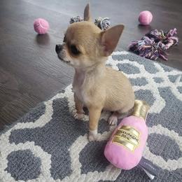 Chihuahua Puppies from Strawberry River Kennel