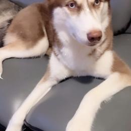 Siberian Huskies and Yorkshire Terriers from Jays House of Paws