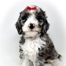 Bernedoodle, Double Doodle, and Goldendoodle Puppies from Winding Creek Ranch