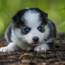 Pomsky Puppies from Pioneer Peak Pomskies