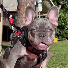 Onyx - French Bulldog