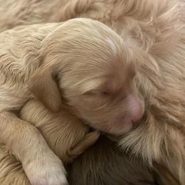 Australian Labradoodle and Double Doodle Puppies from Little Kingdom Doodles