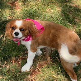 Cavalier King Charles Spaniels from Cavalier Paw Prints