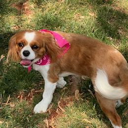 Cavalier King Charles Spaniels from Cavalier Paw Prints