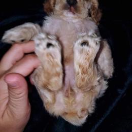 Cocker Spaniel Puppies from Top Notch Sporting Dogs
