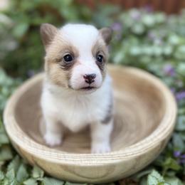 Princess Leia - Red female Pembroke Welsh Corgi puppy in Olathe, Colorado from Rocking LJ Breeding