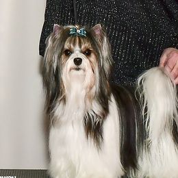 Rumor - Biewer Terrier