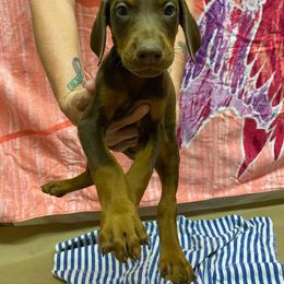 Doberman Pinscher Puppies from Knights Squire Dobermans