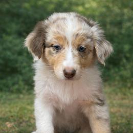 Boujolais - Red merle female Australian Shepherd puppy in Wrightstown, New Jersey from Hartzland Farm Australian Shepherds