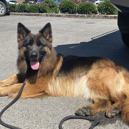 Indy - German Shepherd