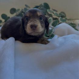 Primrose - Chocolate and cream female Dachshund puppy in San Diego, California from Enchanted little dachshunds