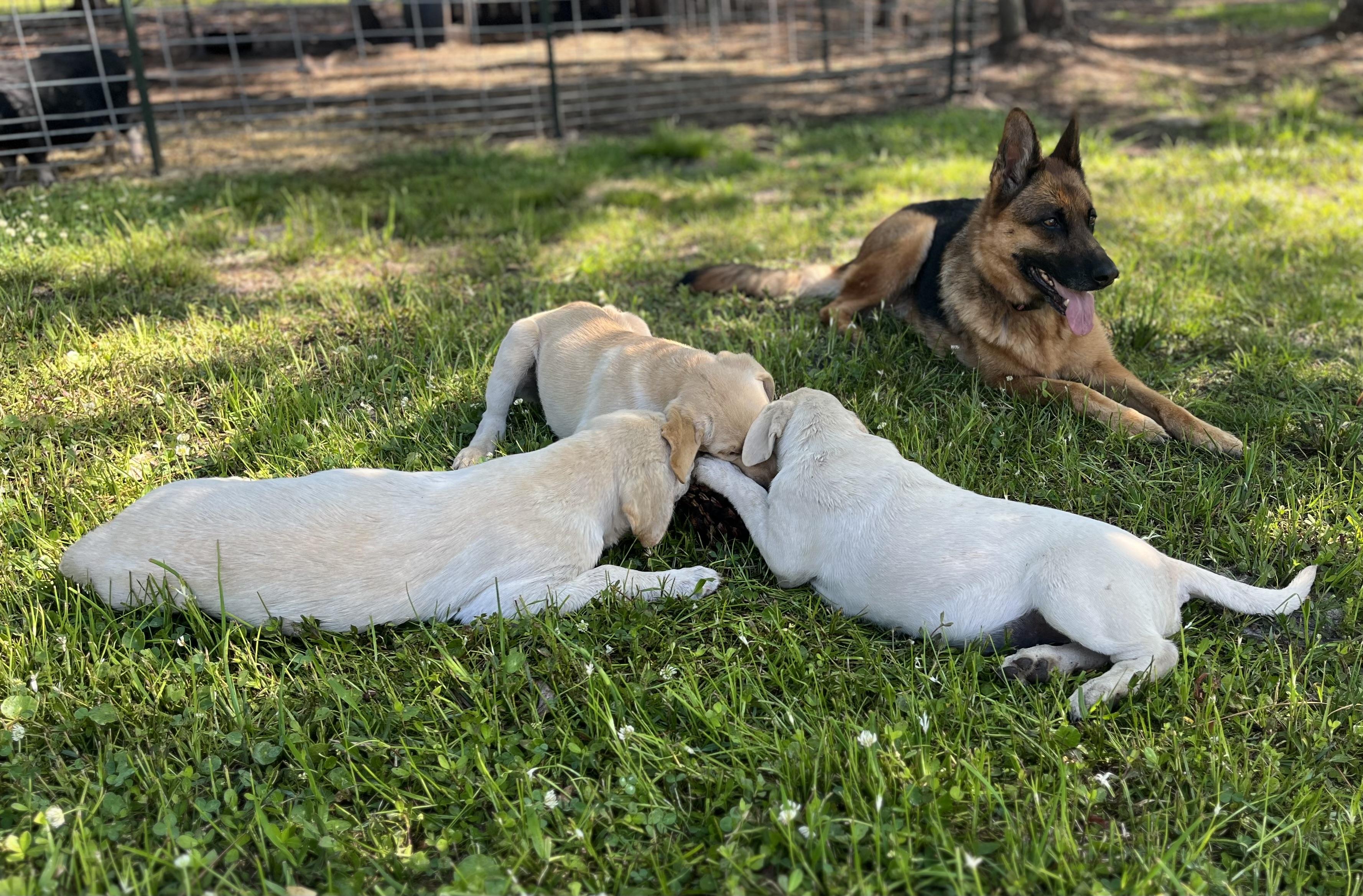 Black Bell Farm and Labrador Retrievers in Florida | Labrador Retriever ...