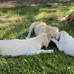 Labrador Retrievers from Black Bell Farm and Labrador Retrievers