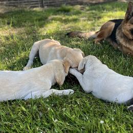 Labrador Retrievers from Black Bell Farm and Labrador Retrievers