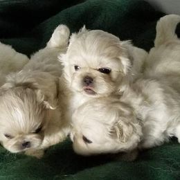 Pekingese Puppies from Pekes And Sandy Paws