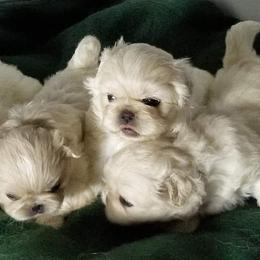 Pekingese Puppies from Pekes And Sandy Paws