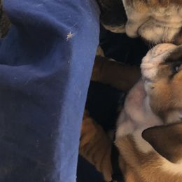 English Bulldog Puppies from Bullberry Farm