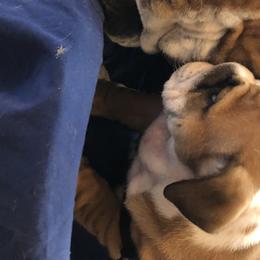 English Bulldog Puppies from Bullberry Farm