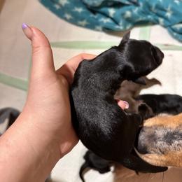 Australian Shepherd Puppies from North Central Aussies