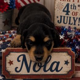 NOLA- CKC REGISTERED - Black and cream female Dachshund puppy in Sumner, Texas from CBL Doxies