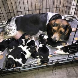 Beagle Puppies from C.R.P. Kennels