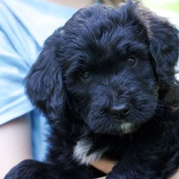 Nellie - Black and white female Aussiedoodle puppy in Churchville, New York from Bluebird Family Farm