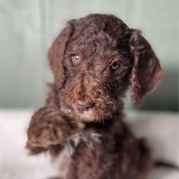 Elmer - Chocolate male Goldendoodle puppy in Osage City, Kansas from Golden Ridge Goldens