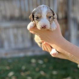 Aussiedoodle Puppies from Jojo the Denver Aussie