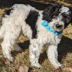 Double Doodle Puppies from Breedlove Mtn Doodles