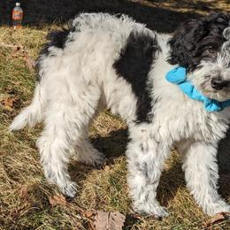Double Doodle Puppies from Breedlove Mtn Doodles