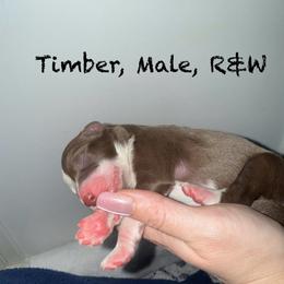 Timber - Chocolate male Border Collie puppy in Fairview, Tennessee from Hoffman Forest Acres LLC