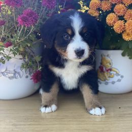 Bernese Mountain Dog Puppies from Blue Ridge Bernese