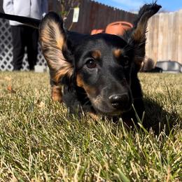 Cavalier King Charles Spaniel and Dachshund Puppies from Cavalier Companions CO.