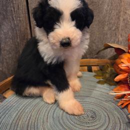 Girl 1 - Black tri-color female Aussiedoodle puppy in Mouth Of Wilson, Virginia from Holly Ridge Aussies, Aussiedoodles & Corgis