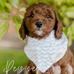 Pepper - Red  male Goldendoodle puppy in Patterson, California from Dooling Doodles