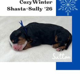 Sutton - Tri-color male Bernedoodle puppy in Syracuse, Utah from Redrockbernedoodles