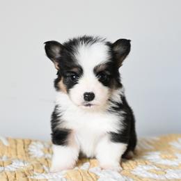Def Leppard - Black and tan male Pembroke Welsh Corgi puppy in Mona, Utah from Sorensen Corgis