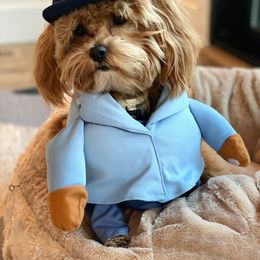 Maltipoo All Grown Up from Maltipoo FurBabies