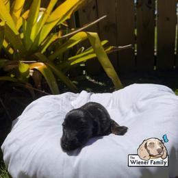 Valentino (CKC) - Black and tan male Dachshund puppy in Ocala, Florida from The Wiener Family