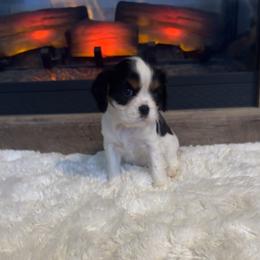 Daisy - Tri-color female Cavalier King Charles Spaniel puppy in Romney, West Virginia from Cavy Love