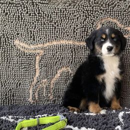 Boy 2 - Black tri Miniature Australian Shepherd puppy in Muldrow, Oklahoma from 3B Aussies