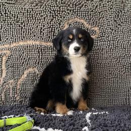 Boy 2 - Black tri Miniature Australian Shepherd puppy in Muldrow, Oklahoma from 3B Aussies
