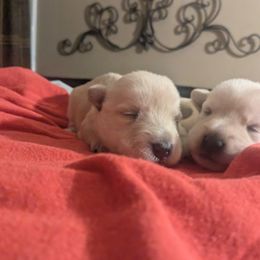 Snowball - Wheaten female Scottish Terrier puppy in Chattanooga, Tennessee from Oodles of Cuties!