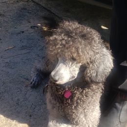 Poodles from Puppy Paradise