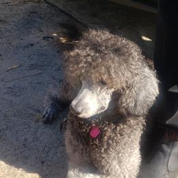 Poodles from Puppy Paradise