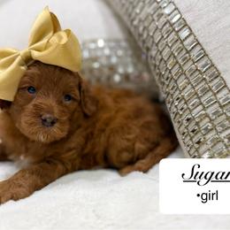 Sugar - Red  female Goldendoodle puppy in Jackson, Mississippi from T.M. Poodles & Doodles
