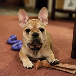 French Bulldogs from Stormchild Kennels