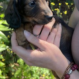 Tonka - Red male Dachshund puppy in Seattle, Washington from Sandstone Dachshunds